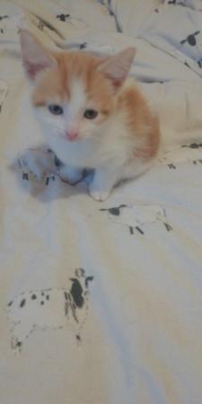 Image 1 of 2 Beautiful Ginger and white Kittens Ready to leave now