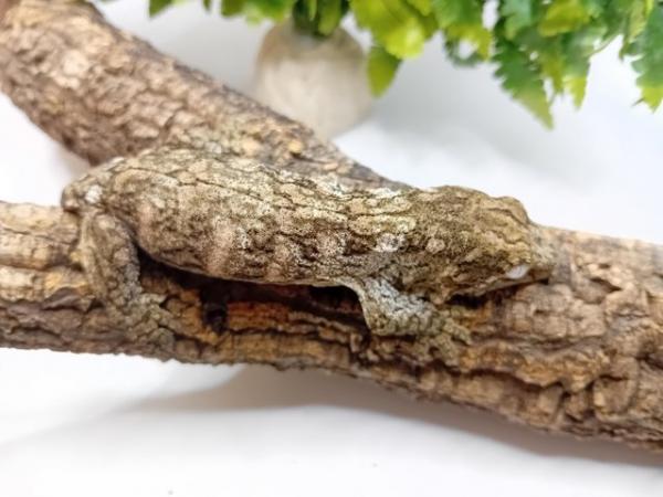 Image 2 of Gorgeous baby freidel line leachie gecko for sale!!!