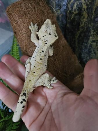 Image 2 of Collection of Crested Geckos