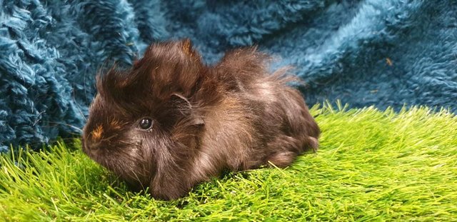 Image 9 of lovely Female (Sows) Guinea Pigs for Sale
