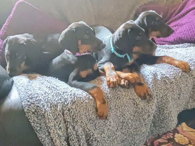 Preview of the first image of Adorable KC Doberman Puppies.