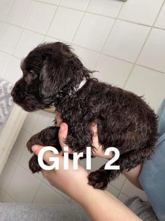 Image 7 of ?? Labradoodle puppies ??