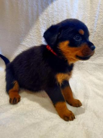Image 14 of Gorgeous Rottweiler Pups KC Reg Girls Available Ready Now