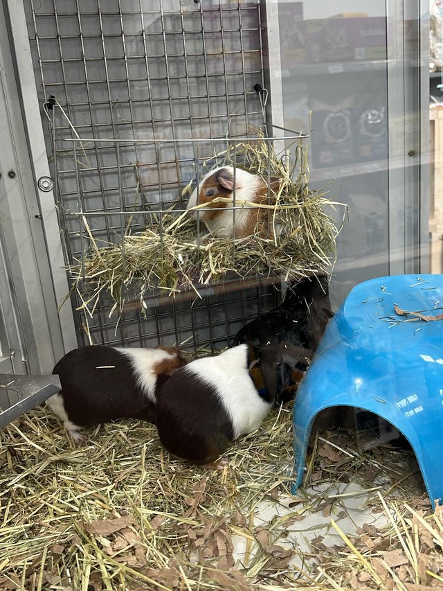 Preview of the first image of Male and female Guinea Pigs for sale.