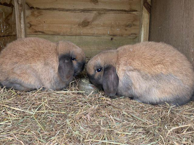 Preview of the first image of 1 sooty fawn mini lop male. 1 left.