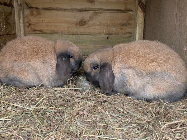 Image 1 of 1 sooty fawn mini lop male. 1 left