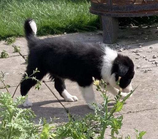 Image 13 of Home reared Border collie pups