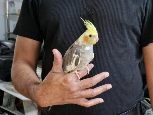 Image 6 of Super hand tamed cockatiel for sale