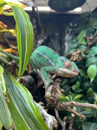 Image 3 of Baby Panther Chameleons At Urban Exotics