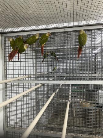 Image 3 of 2024 Pineapple Green Cheek Conures £125 each