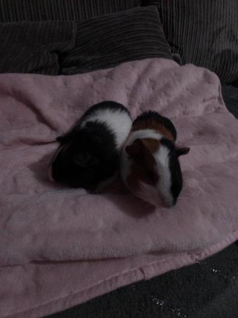 Image 4 of SOLD .....4 Baby guinea pigs available.