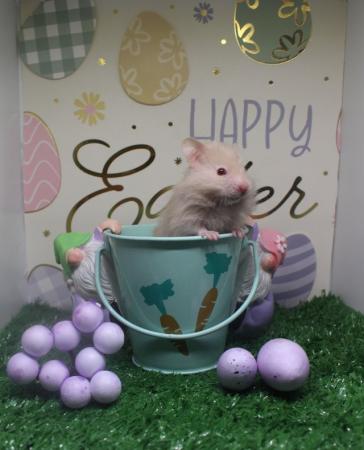 Image 1 of Syrian hamster ready 28th march
