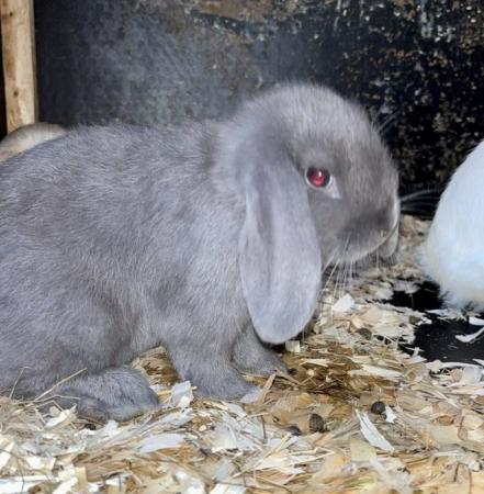 Image 2 of Mini lop baby bunnies now ready to leave