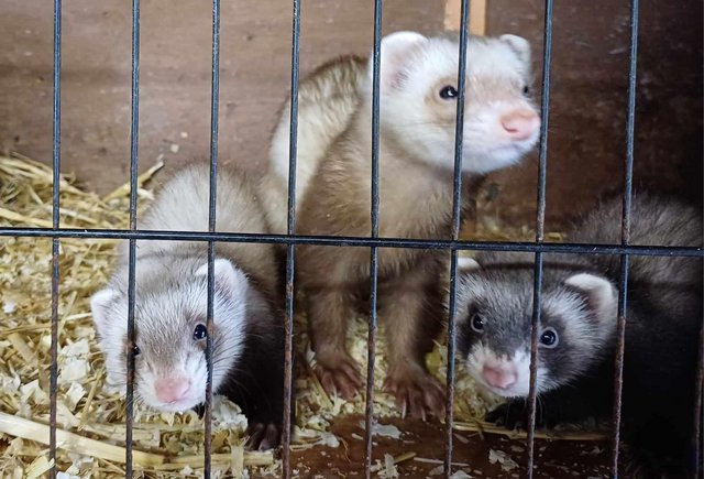Image 20 of *Baby Ferrets For Sale,Ready now,Hobs and Jill's available*