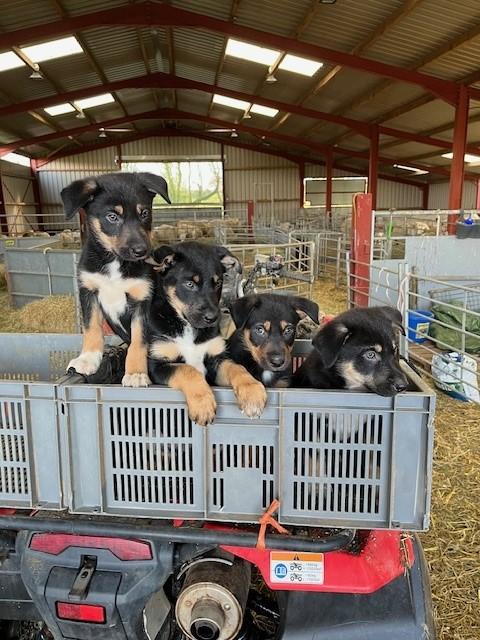 Preview of the first image of Adorable Kelpie x Collie Puppies.