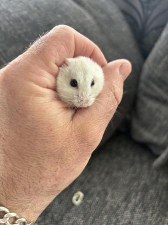 Image 3 of Young Russian hamster’s available