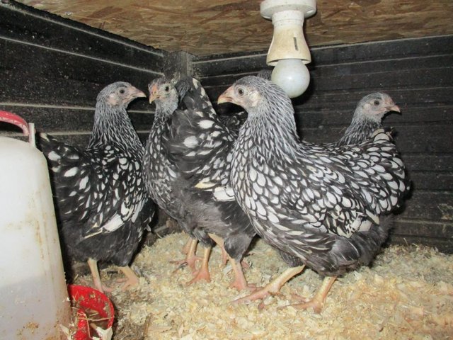 Preview of the first image of Silver Laced Wyandotte Bantam growers.