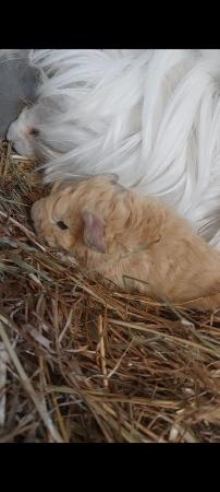 Image 5 of Texel baby guineapig male
