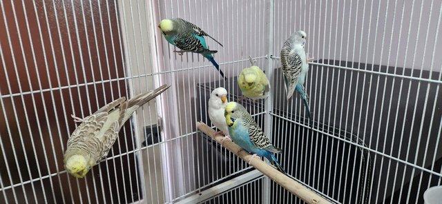 Image 2 of Budgies no longer available, cage only