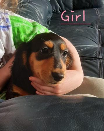 Image 29 of Long haired miniture dachshund pups.