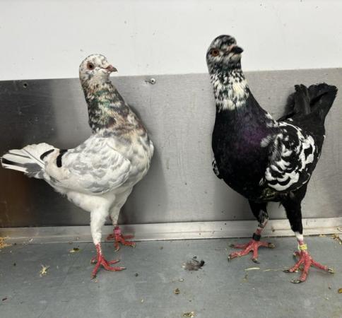 Image 1 of German Modena pigeons available