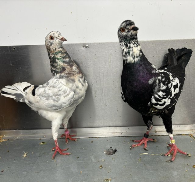 Preview of the first image of German Modena pigeons available.