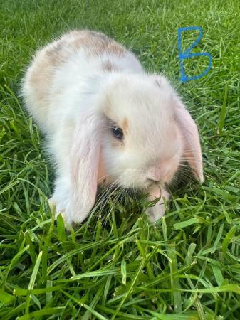 Image 2 of Male and Female Mini Lop Rabbits For Sale