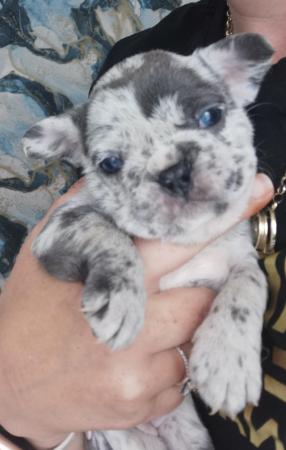 Image 5 of reduced qualityKc registered french bull dog puppies