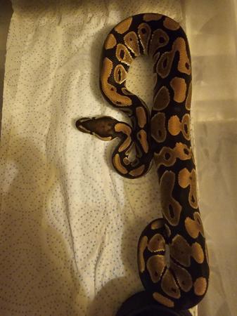 Image 1 of We have a selection of stunning ball pythons