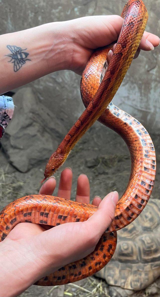 Preview of the first image of Beautifully coloured adult male Cornsnake.