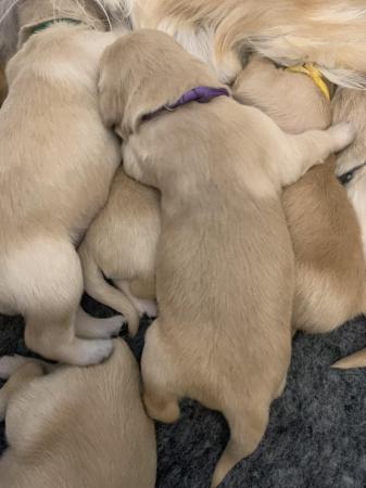 Image 8 of KC Golden Retriever puppies