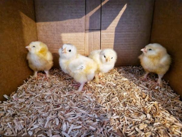 Image 3 of Easter Chicks Available!   Multiple Breeds