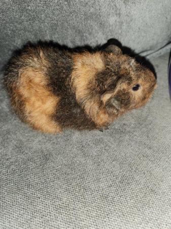 Image 1 of guinea pigs for sale, 2 gorgeous little boys. price for bot