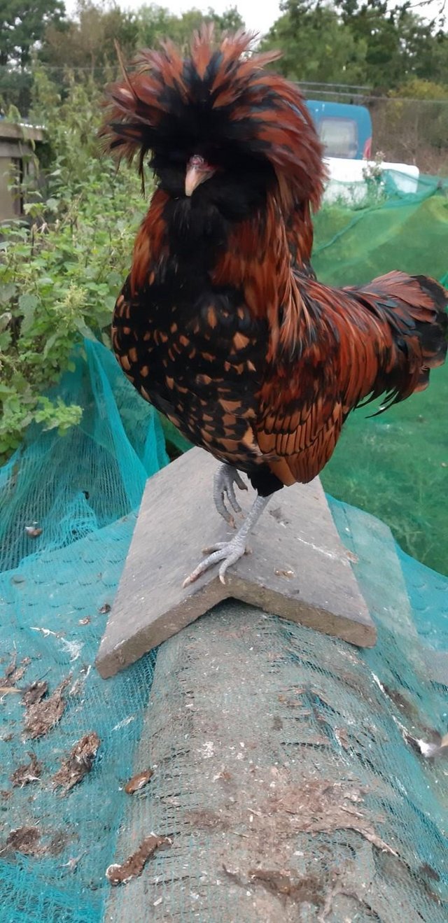 Preview of the first image of Show Quality Pure gold Laced Polish Hen Cockerel Rooster POL.