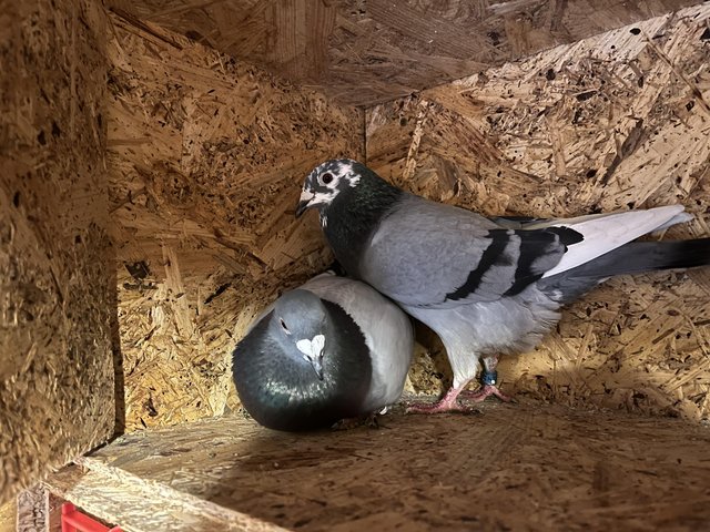 Preview of the first image of Young racing pigeons for sale.