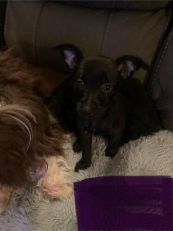 Image 22 of 2 beautiful mini xoloitzcuintli mix puppies still available