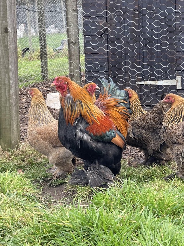 Preview of the first image of Brahma, Pekin ,bobtail  trios available.