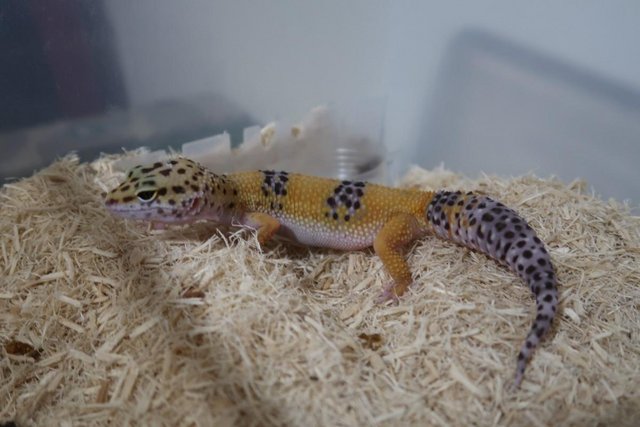 Image 4 of Young Female Leopard Gecko for SALE