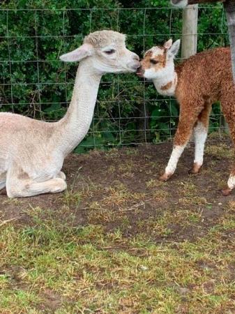 Image 2 of Alpaca Weanlings for sale males & females.All reduced price