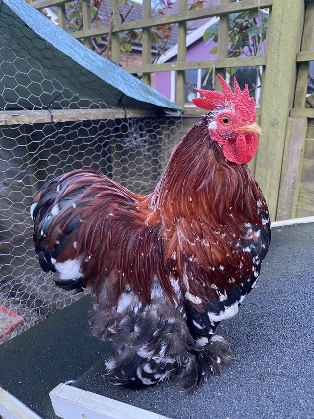 Preview of the first image of Millefleur pekin bantam cockerel 1 year old.