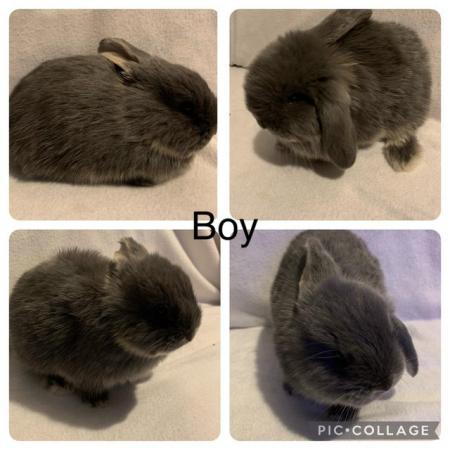 Image 4 of Holland lop cross continental lop
