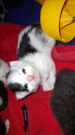 Image 1 of 2 female mainecoon cross kittens remaining