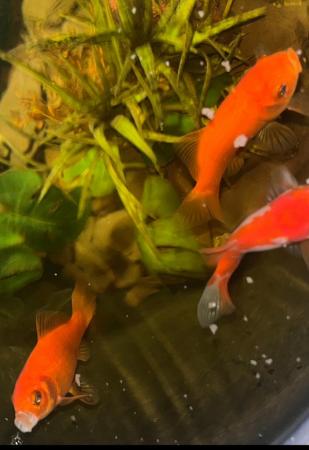 Image 5 of Koi carp goldfish for sale London
