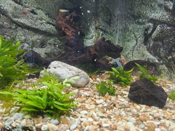 Image 2 of Juvenile Guppies for sale