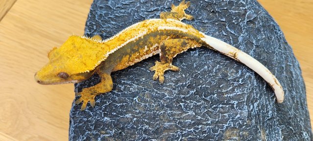 Image 6 of Beautiful Neon Orange Crested Gecko