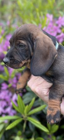Image 15 of K C wire haired dachshund puppies