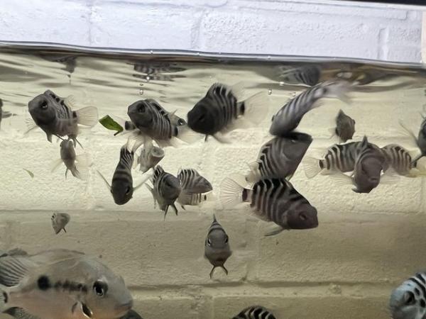 Image 2 of Various tropical fish for sale
