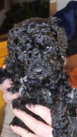 Standard Poodle Puppies Mixed litter for sale in York, North Yorkshire - Image 5