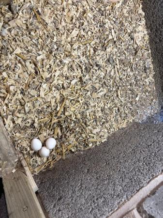 Image 5 of Mexican speckled quail eggs for sale.