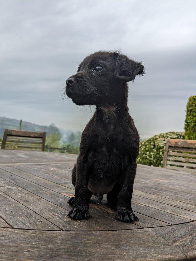 Preview of the first image of Patterdale Lakeland x Cocker Spaniel Dog Pup.